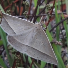 Epidesmia hypenaria (Long-nosed Epidesmia) at Conder, ACT - 8 Jan 2018 by MichaelBedingfield