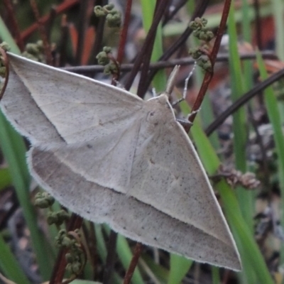 Epidesmia hypenaria (Long-nosed Epidesmia) at Conder, ACT - 8 Jan 2018 by MichaelBedingfield