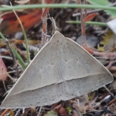 Epidesmia hypenaria at Conder, ACT - 8 Jan 2018