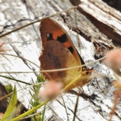 Heteronympha solandri (Solander's Brown) at Namadgi National Park - 3 Feb 2018 by JohnBundock