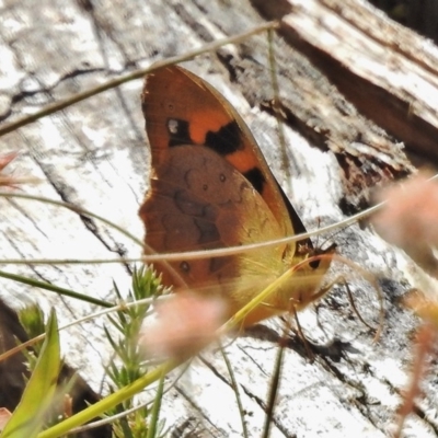 Heteronympha solandri (Solander's Brown) at Cotter River, ACT - 4 Feb 2018 by JohnBundock