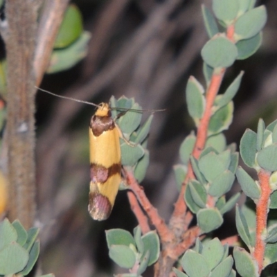 Chrysonoma fascialis (A Concealer moth (Wingia group) at Rob Roy Range - 8 Jan 2018 by MichaelBedingfield