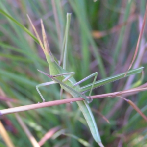 Acrida conica at Kambah, ACT - 4 Feb 2018 10:22 AM