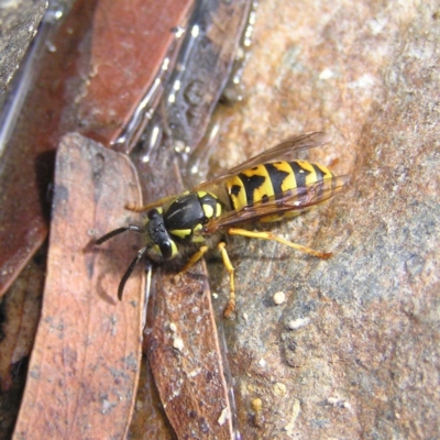Vespula germanica (European wasp) at Tidbinbilla Nature Reserve - 3 Feb 2018 by MatthewFrawley