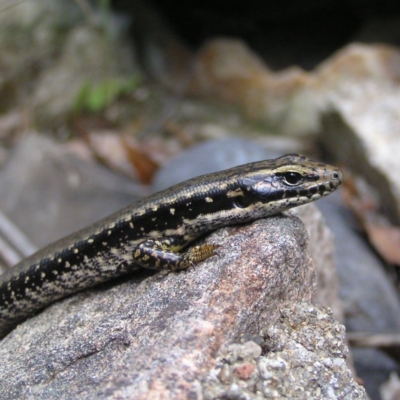 Eulamprus heatwolei (Yellow-bellied Water Skink) at Paddys River, ACT - 3 Feb 2018 by MatthewFrawley