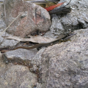 Eulamprus heatwolei at Paddys River, ACT - 3 Feb 2018 12:26 PM