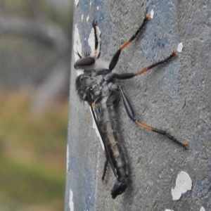 Cerdistus sp. (genus) at Cotter River, ACT - 4 Feb 2018