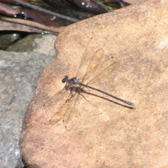 Austroargiolestes icteromelas (Common Flatwing) at Paddys River, ACT - 3 Feb 2018 by MatthewFrawley