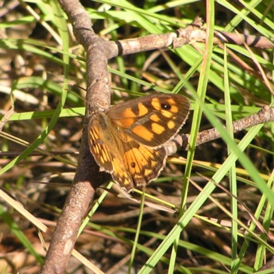 Geitoneura klugii (Marbled Xenica) at Tidbinbilla Nature Reserve - 2 Feb 2018 by MatthewFrawley