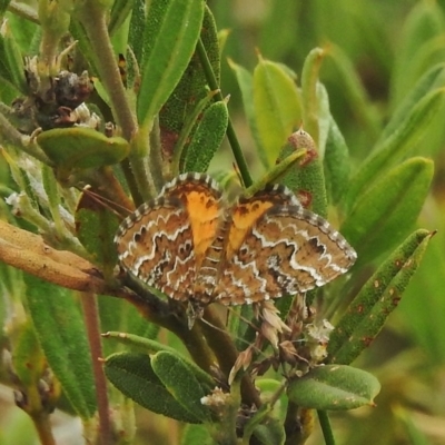 Chrysolarentia undescribed species nr heliacaria at Cotter River, ACT - 4 Feb 2018 by JohnBundock