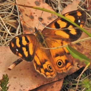 Heteronympha solandri at Cotter River, ACT - 4 Feb 2018