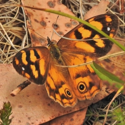 Heteronympha solandri (Solander's Brown) at Namadgi National Park - 4 Feb 2018 by JohnBundock