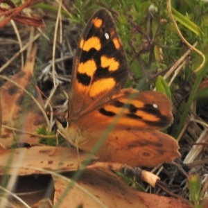 Heteronympha solandri at Cotter River, ACT - 4 Feb 2018