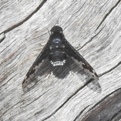 Bombyliidae (family) (Unidentified Bee fly) at Namadgi National Park - 4 Feb 2018 by JohnBundock