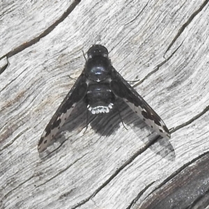 Bombyliidae (family) at Cotter River, ACT - 4 Feb 2018 11:42 AM