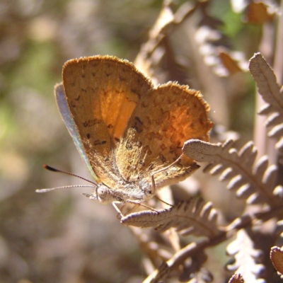 Paralucia aurifera (Bright Copper) at Paddys River, ACT - 2 Feb 2018 by MatthewFrawley