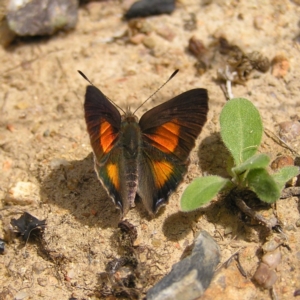 Paralucia aurifera at Paddys River, ACT - 3 Feb 2018