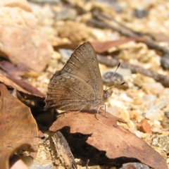 Paralucia aurifera at Paddys River, ACT - 3 Feb 2018