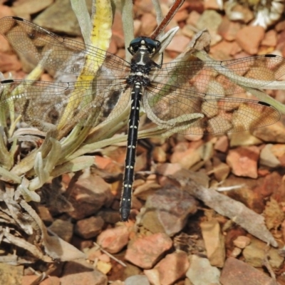 Eusynthemis guttata (Southern Tigertail) at Bimberi Nature Reserve - 4 Feb 2018 by JohnBundock
