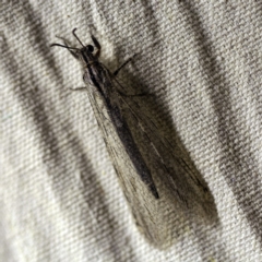 Heoclisis fundata (Antlion lacewing) at O'Connor, ACT - 2 Feb 2018 by ibaird