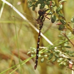 Austroaeschna pulchra (Forest Darner) at Namadgi National Park - 4 Feb 2018 by JohnBundock