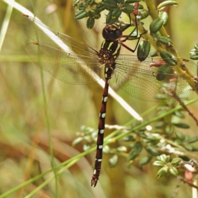 Austroaeschna pulchra (Forest Darner) at Namadgi National Park - 4 Feb 2018 by JohnBundock