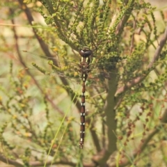 Austroaeschna pulchra at Cotter River, ACT - 4 Feb 2018 01:26 PM