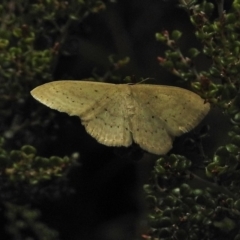 Scopula (genus) (A wave moth) at Cotter River, ACT - 4 Feb 2018 by JohnBundock