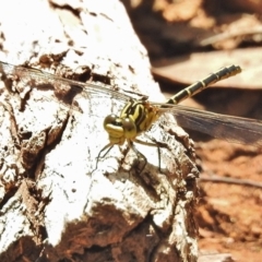 Austrogomphus guerini (Yellow-striped Hunter) at Cotter River, ACT - 4 Feb 2018 by JohnBundock