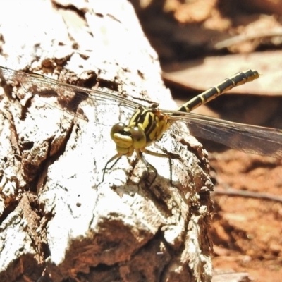 Austrogomphus guerini (Yellow-striped Hunter) at Namadgi National Park - 4 Feb 2018 by JohnBundock