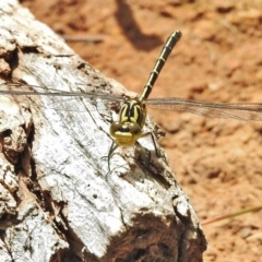 Austrogomphus guerini at Cotter River, ACT - 4 Feb 2018 01:38 PM