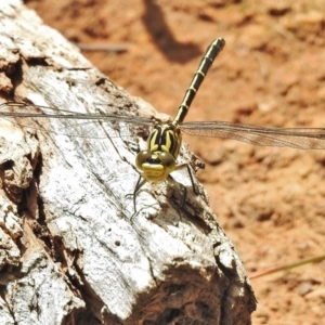 Austrogomphus guerini at Cotter River, ACT - 4 Feb 2018