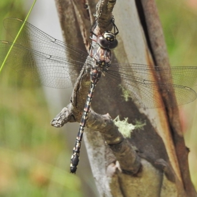 Austroaeschna multipunctata (Multi-spotted Darner) at Namadgi National Park - 4 Feb 2018 by JohnBundock