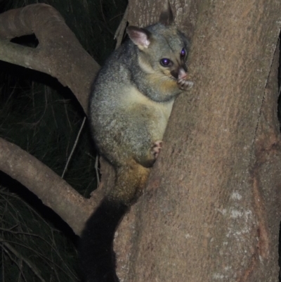 Trichosurus vulpecula (Common Brushtail Possum) at Gordon, ACT - 8 Jul 2017 by MichaelBedingfield