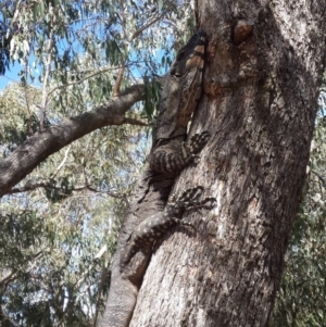 Varanus varius at Nanima, NSW - 4 Feb 2018