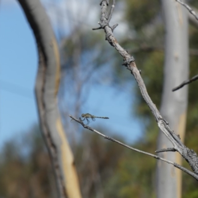 Unverified Dragonfly or Damselfly (Odonata) at Mount Ainslie - 4 Feb 2018 by WalterEgo