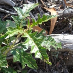 Solanum cinereum (Narrawa Burr) at Majura, ACT - 4 Feb 2018 by WalterEgo