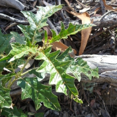 Solanum cinereum (Narrawa Burr) at Mount Ainslie - 4 Feb 2018 by WalterEgo