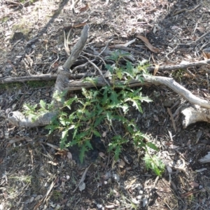 Solanum cinereum at Majura, ACT - 4 Feb 2018