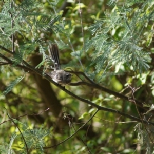 Rhipidura albiscapa at Cook, ACT - 4 Feb 2018 04:51 PM