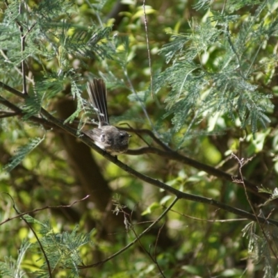 Rhipidura albiscapa (Grey Fantail) at Cook, ACT - 4 Feb 2018 by Tammy