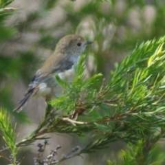 Acanthiza pusilla (Brown Thornbill) at Cook, ACT - 4 Feb 2018 by Tammy