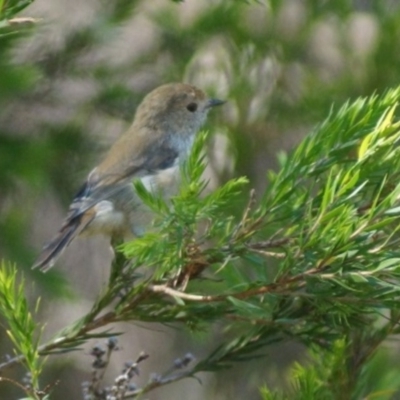 Acanthiza pusilla (Brown Thornbill) at Cook, ACT - 4 Feb 2018 by Tammy