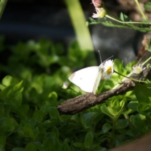 Pieris rapae at Cook, ACT - 27 Dec 2017 06:23 PM