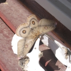 Opodiphthera eucalypti (Emperor Gum Moth) at Cook, ACT - 3 Nov 2007 by Tammy