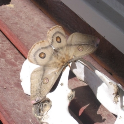 Opodiphthera eucalypti (Emperor Gum Moth) at Cook, ACT - 3 Nov 2007 by Tammy