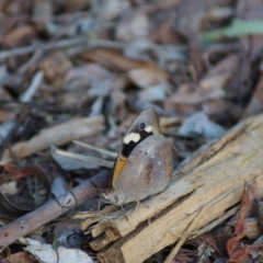 Heteronympha merope at Cook, ACT - 23 Jan 2018