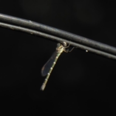 Unverified Dragonfly or Damselfly (Odonata) at Flynn, ACT - 30 Jan 2018 by Christine
