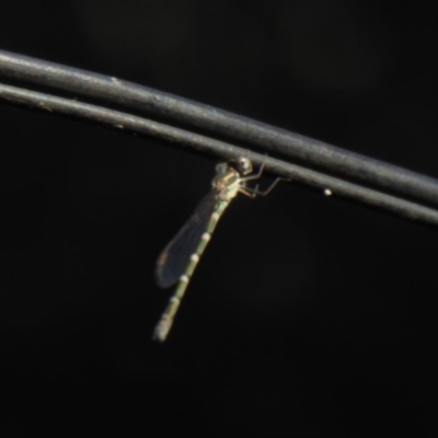 Unverified Dragonfly or Damselfly (Odonata) at Flynn, ACT - 30 Jan 2018 by Christine