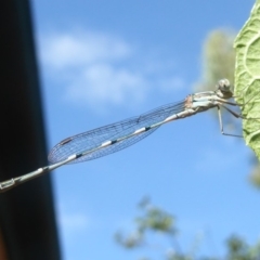 Austrolestes leda (Wandering Ringtail) at Flynn, ACT - 30 Jan 2018 by Christine